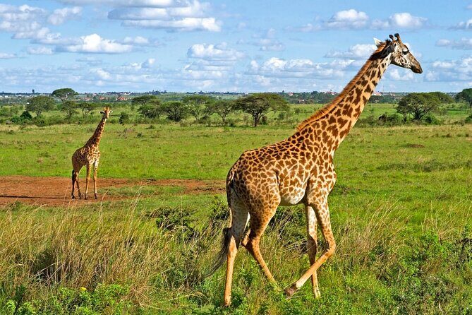 Nairobi National Park Safari Tour - The Convenience of Included Pickup and Drop-off