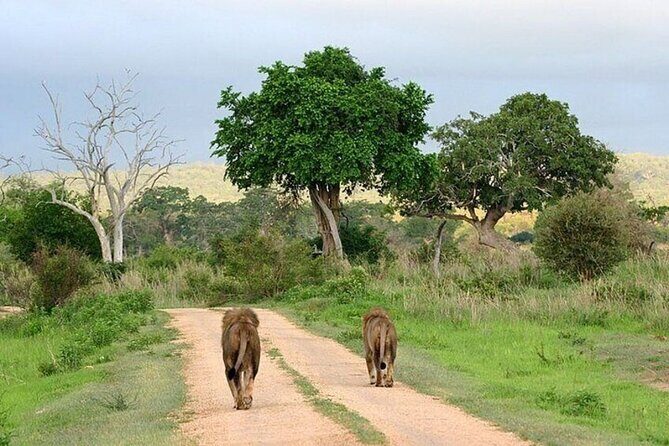 Nairobi National Park Safari With a Visit to Giraffe Center. - A Detailed Look at the Nairobi National Park Safari and Giraffe Center