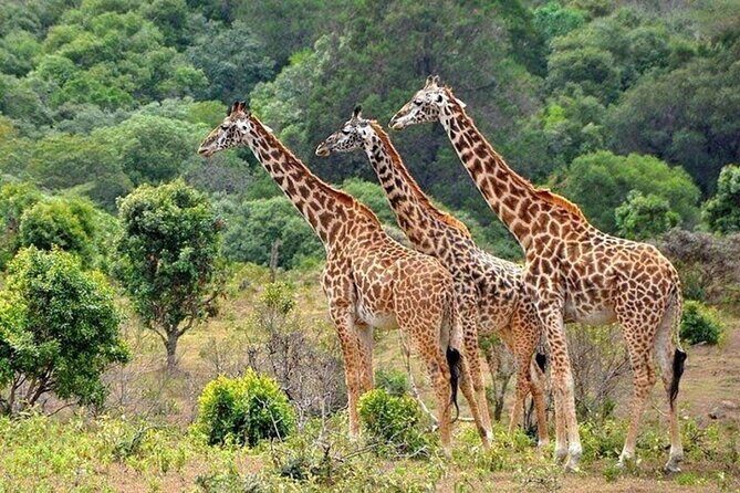 Nairobi National Park Safari With a Visit to Giraffe Center. - FAQ
