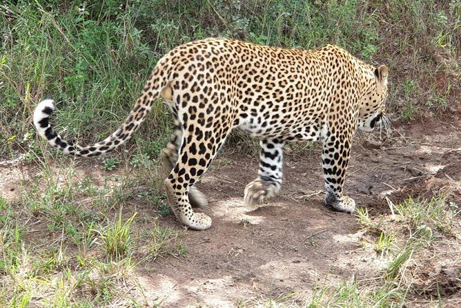 Nairobi National Park, Sheldrick Elephant, Giraffe Centre Tour - Final Thoughts