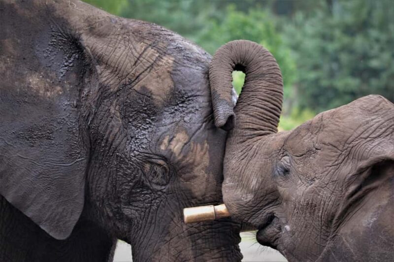 "Nairobi: National Park, Sheldrick, Giraffe Center & Bomas" - Nairobi National Park: An Urban Safari