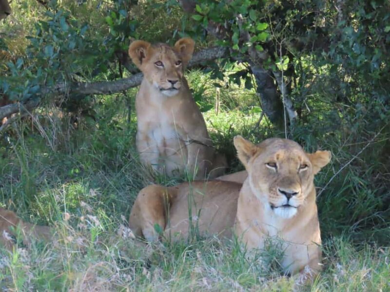 "Nairobi: National Park, Sheldrick, Giraffe Center & Bomas" - Is It Worth the Price?