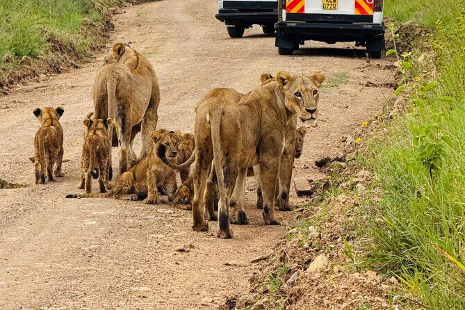 Nairobi National Park Sheldrick & Giraffe Centre Day Trip - Who Is This Tour Ideal For?