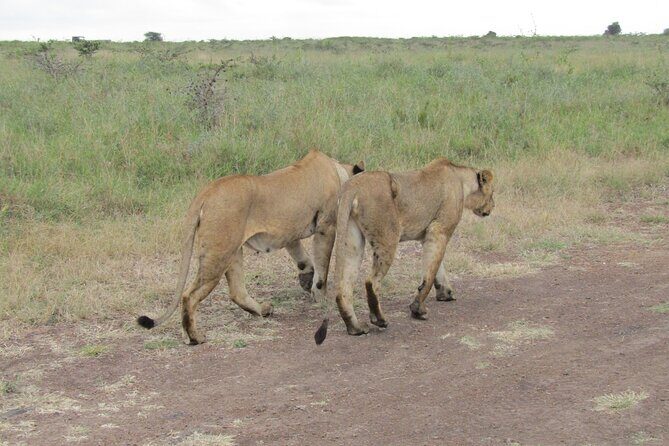 Nairobi National Park Sheldrick & Giraffe Centre Day Trip - Key Points
