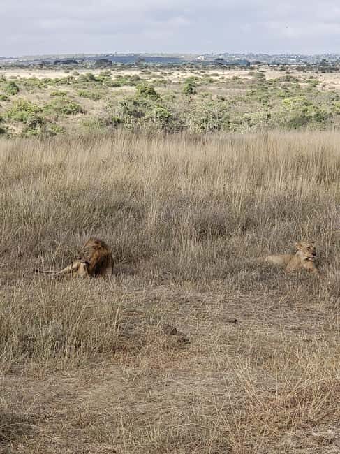 Nairobi National Park Sunrise or Sunset Game Drive Options - Who Will Love This Tour?
