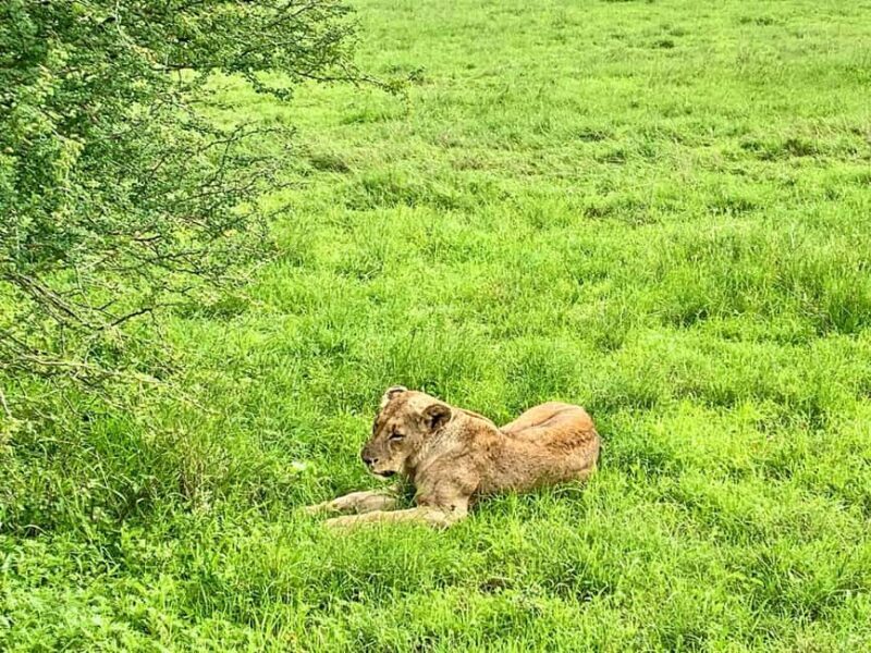 Nairobi National Park Sunrise or Sunset Game Drive Options - FAQ