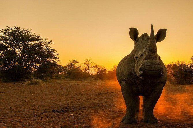 Nairobi National Park Tour - An Introduction to Nairobi National Park