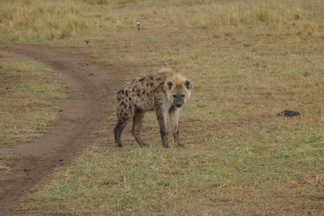 Nairobi National Park Tour - Authenticity and Value