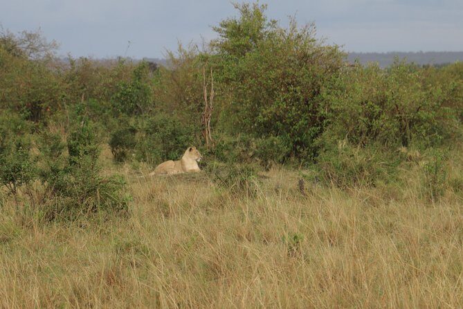 Nairobi National Park Tour - Final Thoughts: Who Should Book This Tour?