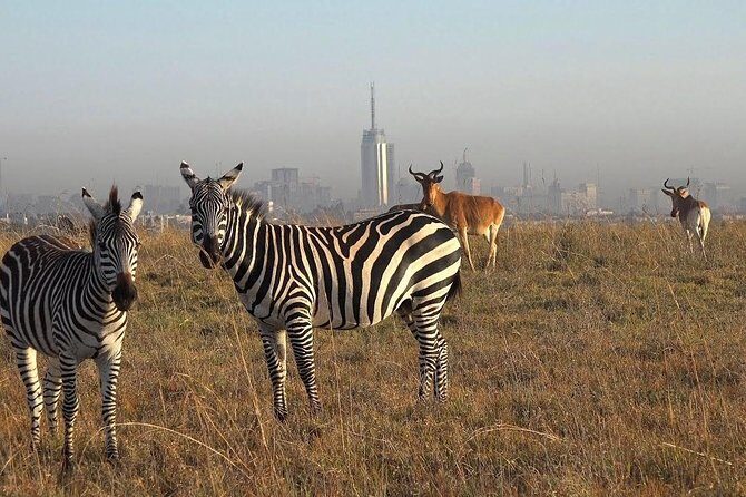 Nairobi National Park Tour - An Introduction to the Nairobi National Park Tour