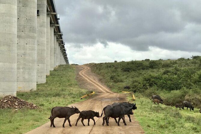 Nairobi National Park Tour - The Experience Provider: Ebony Global Travel & Tours
