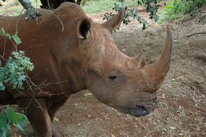 Nairobi National Park Tour with Game Drive and Transfer - Key Points