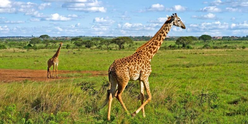 Nairobi National Park Tour with Game Drive and Transfer - A Closer Look at What to Expect