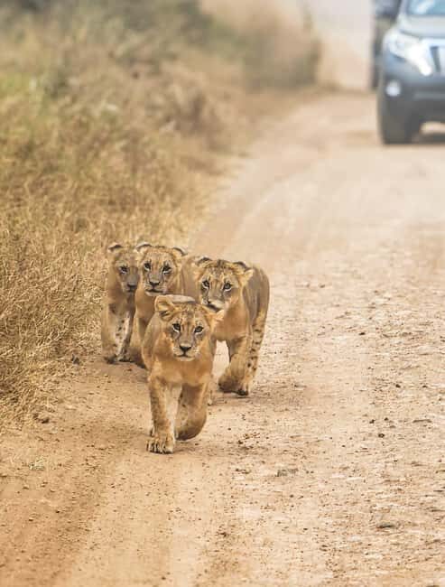 Nairobi National Park: Tour "World's Only Wildlife Capital" - Wildlife Viewing Experience