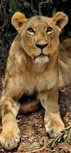 Nairobi National Park: Tour "World's Only Wildlife Capital" - The Price and Value