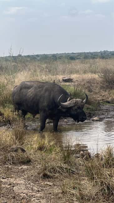 Nairobi National Park: Tour "World's Only Wildlife Capital" - Who Should Consider This Tour?