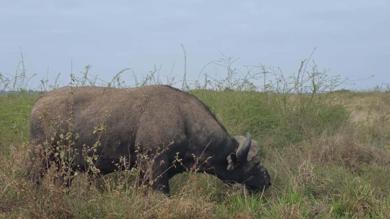 Nairobi National Park: Tour "World's Only Wildlife Capital" - Final Thoughts