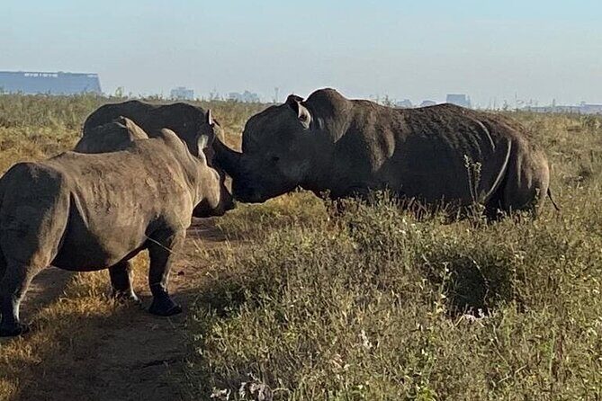 Nairobi National Park,Giraffe Centre, Karen Blixen Museum. - The Sum Up