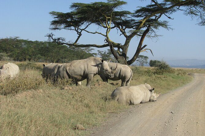 Nairobi Park Wildlife Safari - Practical Details: What to Expect