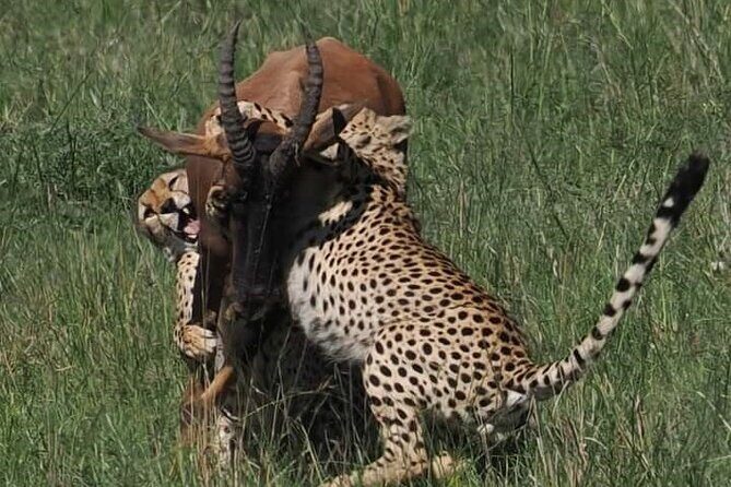 Nairobi Park Wildlife Safari - FAQ