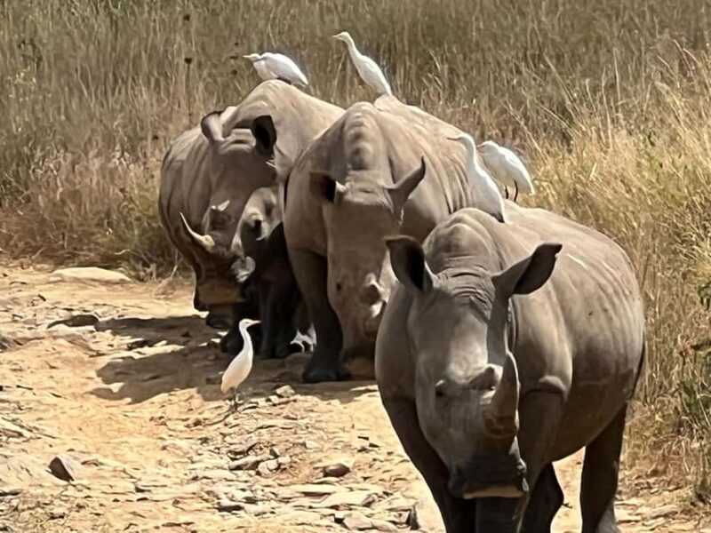 Nairobi: Private Game Drive in Nairobi National Park - Nairobi: Private Game Drive in Nairobi National Park
