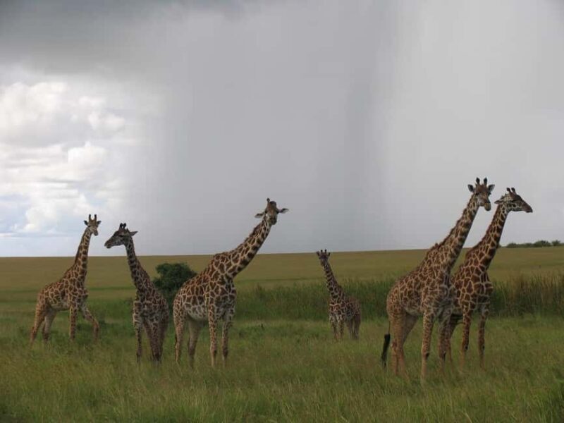 Nairobi: Private Game Drive in Nairobi National Park - Key Points