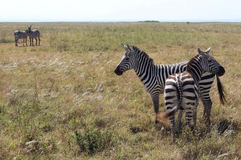 Nairobi: Private Game Drive in Nairobi National Park - Final Words