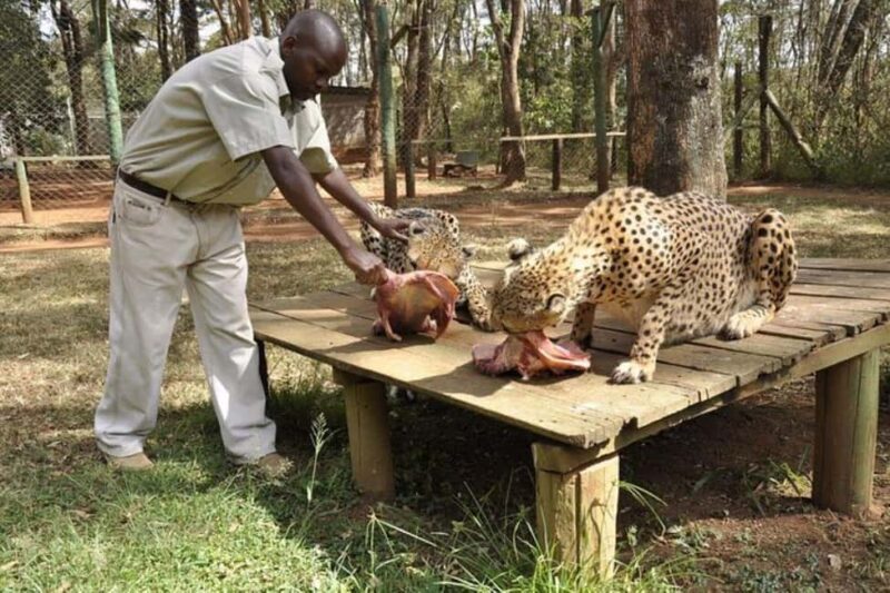 Nairobi: Safari Walk and Giraffe Center Day Tour - Authentic Feedback from Travelers