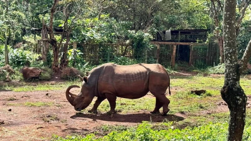 Nairobi: Safari Walk and Giraffe Center Day Tour - The Bottom Line: Who Is This Tour For?
