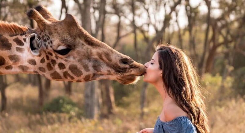 Nairobi: Safari Walk and Giraffe Center Day Tour - FAQ