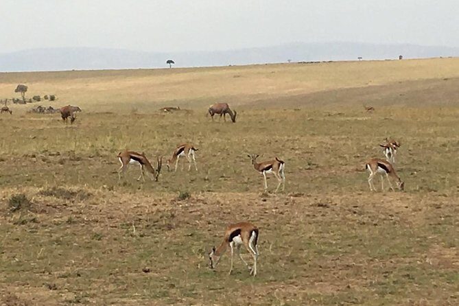 Nairobi safari walk half day tour - FAQ