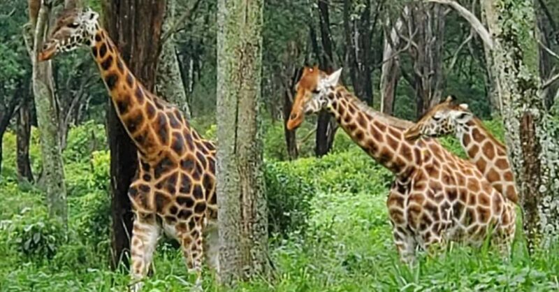 Nairobi Safari:National Park, Elephants &Giraffes GuidedTour - Key Points