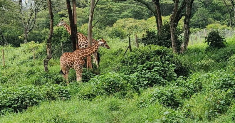Nairobi Safari:National Park, Elephants &Giraffes GuidedTour - Authentic Encounters and Honest Reviews