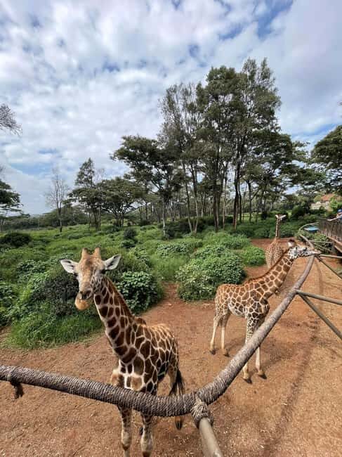 Nairobi Safari:National Park, Elephants &Giraffes GuidedTour - FAQ