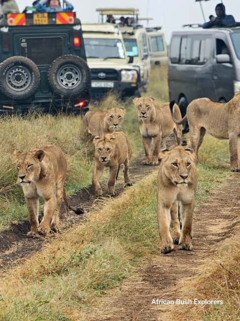 Nairobi: Sheldrick Elephant Orphanage and 3 Hours Game Drive - FAQ