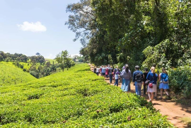 Nairobi: Tea Farm Tour with Forest Walk and Lunch - Nairobi: Tea Farm Tour with Forest Walk and Lunch — A Genuine Look at Kenya’s Tea Culture