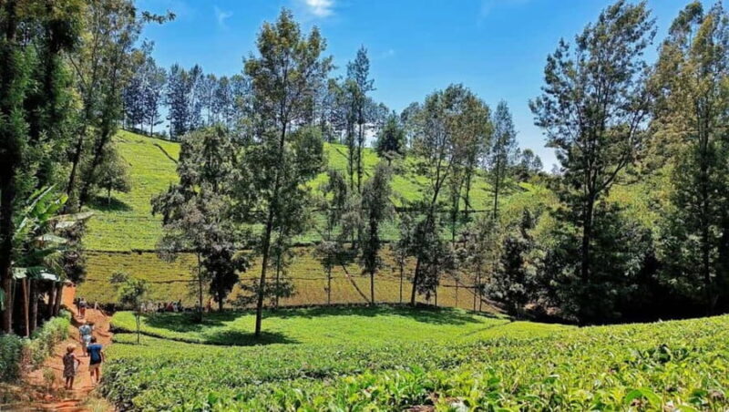 Nairobi: Tea Farm Tour with Waterfall Hike at Gatura Greens - Key Points