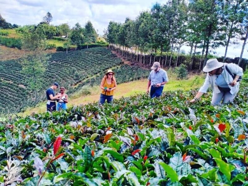 Nairobi: Tea Farm Tour with Waterfall Hike at Gatura Greens - FAQ