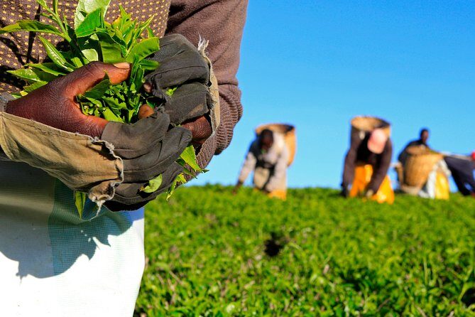 Nairobi to Kiambethu Tea Farm Tour - Discovering the Magic of Kiambethu Tea Farm: An In-Depth Review