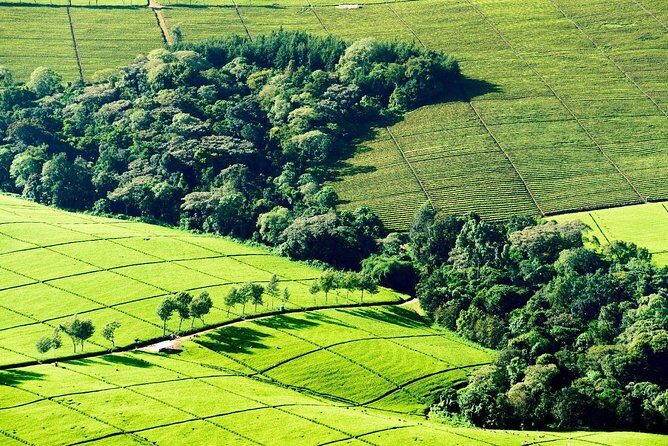 Nairobi to Kiambethu Tea Farm Tour - Key Points