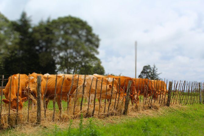 Nairobi to Kiambethu Tea Farm Tour - Practical Tips for a Smooth Experience
