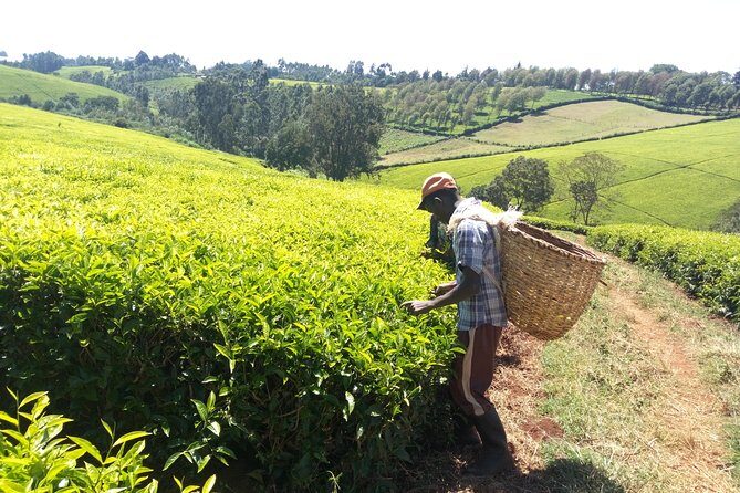 Nairobi to Kiambethu Tea Farm Tour - FAQ