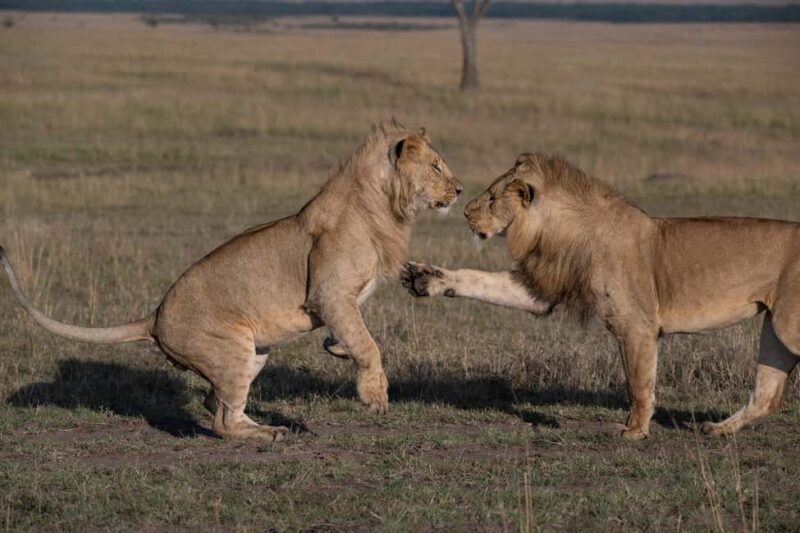Nairobi to Maasai Mara Daytrip - AW - Who Will Love This Tour?
