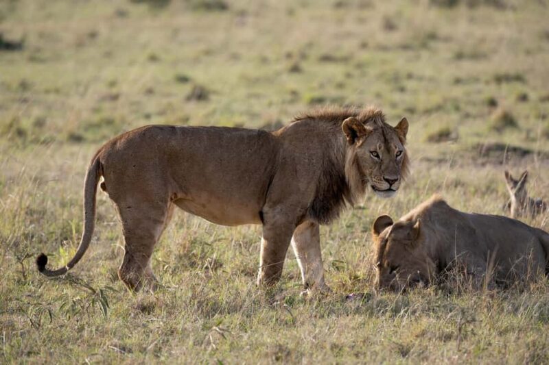 Nairobi to Maasai Mara Daytrip - AW - FAQs
