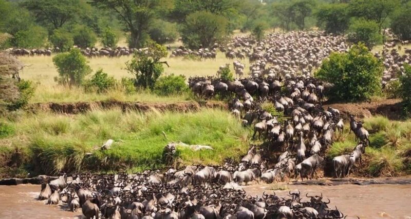 Nairobi:3-Days Maasai Mara Safari - FAQ