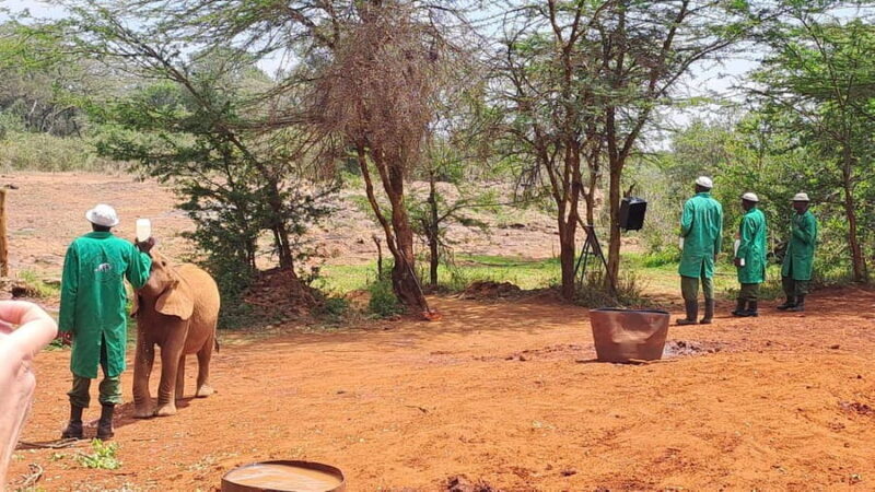 Nairobi:David Sheldrick Elephant Orphanage & Giraffe Center - FAQs