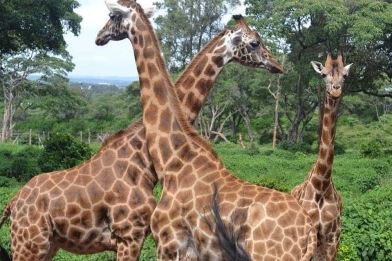 Nairobi:Day tour to Giraffe Center and Karen Blixen Museum - Key Points