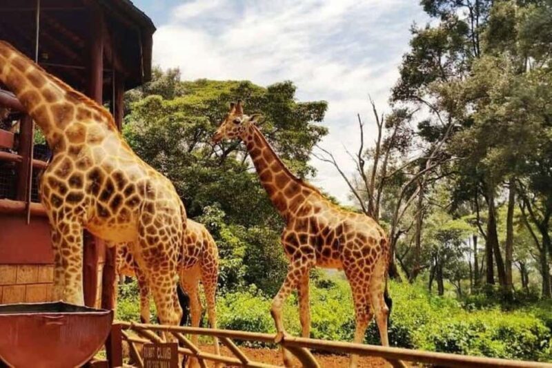 Nairobi:Day tour to Giraffe Center and Karen Blixen Museum - A Deep Dive into the Day Tour Experience
