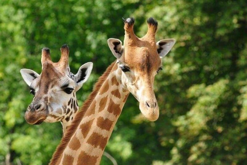 Nairobi:Day tour to Giraffe Center and Karen Blixen Museum - Conclusions: Is This Tour Worth Your Time?
