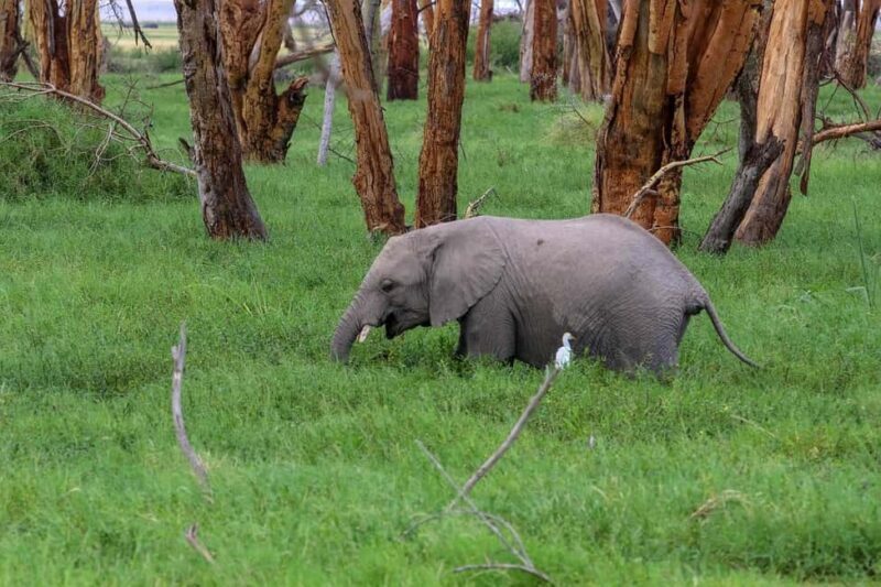 Nairobi:Group Joining Overnight Safari to Amboseli Park - The Sum Up